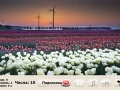 Windflowers Find Numbers