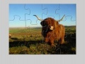 Highland Cow Jigsaw