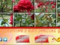 Puzzle Craze - Rose Garden