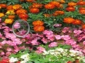 Hidden Hearts Flowers