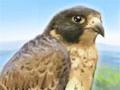 Brave falcon