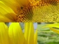 Sunflower Photo Puzzle