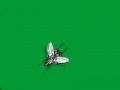 Swatter