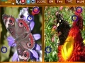 Butterfly Similarities Game