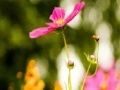 My flowers Hidden Letters