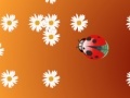 Ladybug and flower