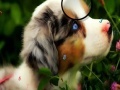 Faboulous Animals Hidden Numbers