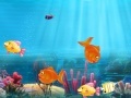 Match the fish pairs