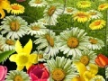 Nature Flowers Puzzle