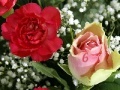Beautiful Flowers - Find The Numbers