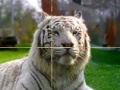 Zoo Time