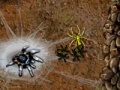 Arachnid Wars