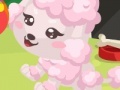 Poodle care