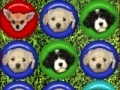 Cute puppy match