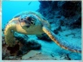 Sea turtle
