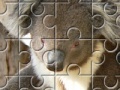 Austrailian Koala Bears 