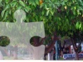 Orange Tree Jigsaw Puzzle 