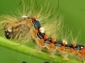 Caterpillar