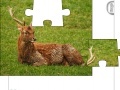 Jigsaw: Young Deer