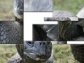 Tortoise Slider Puzzle