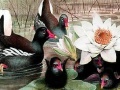 Black swans and lotus puzzle
