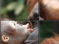 Orangutan Baby Slider Puzzle 