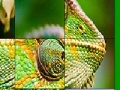 Big chameleon slide puzzle