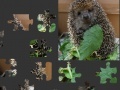 Hedgehog Puzzle 