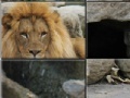 African Lion Slider Puzzle