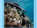 Coral reef jigsaw