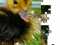 Jigsaw: Little Duckling 