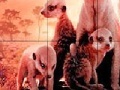 Little shy meerkat family slide puzzle