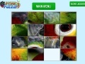 Parrot Eye Slider
