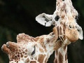 Cute giraffes slide puzzle