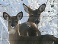 Snow and deers slide puzzle
