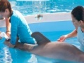 Dolphin Tale. Hidden Numbers