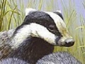 Three polecat puzzle