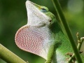 Wild big chameleon puzzle