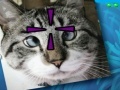 Funny Cats