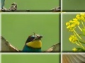 Puzzle craze beautiful birds 