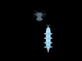 Cyber Worm 
