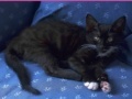 Jigsaw World: Kittens
