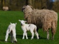 Jigsaw: Sheep And Lamb