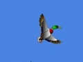 I just seen a duck 