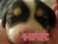 Cute puzzle: Puppy