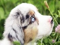 Best dog slide puzzle