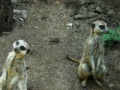 Jigsaw: Two meerkats