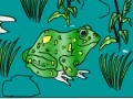 Frog Coloring