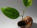Plant in seashell