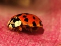 Jigsaw: Pink Plant Ladybug